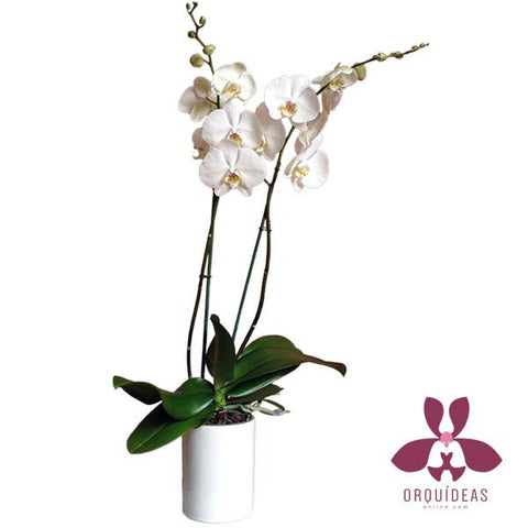 Orquídea Bianco dos varas - Orquideas Online - 1