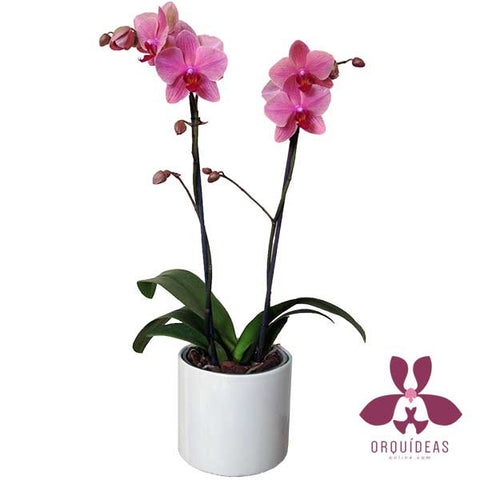 Orquídea Sapri Especial - Orquideas Online - 1