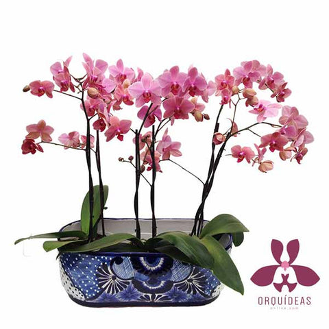 Tres orquídeas dobles en Talavera grande - Orquideas Online - 1
