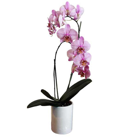 Orquídea Roccella - Orquideas Online - 1
