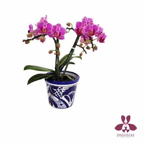 Phalaenopsis Miniatura - Orquideas Online - 1