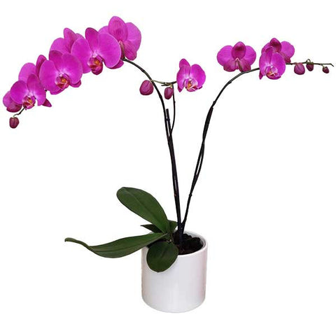 Orquídeas Carpineto Especial - Orquideas Online - 1