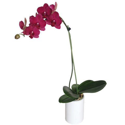 Orquídea Siena - Orquideas Online - 1