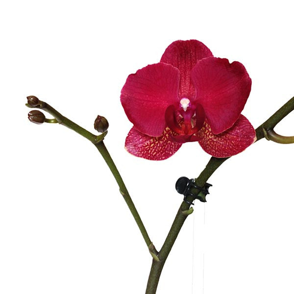 Orquídea Siena - Orquideas Online - 2
