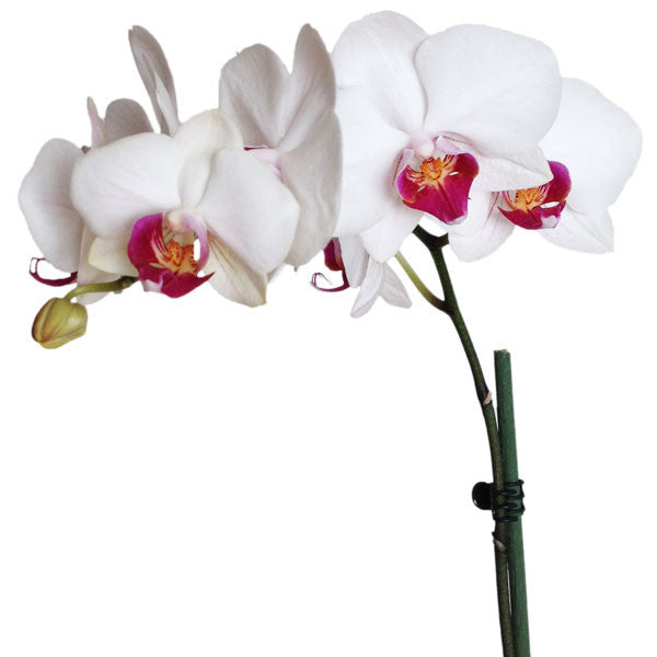 Dos Orquídeas Chianti Dobles en Talavera - Orquideas Online - 3