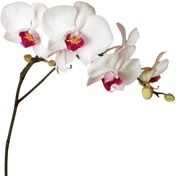 Orquídea Chianti Especial - Orquideas Online - 2