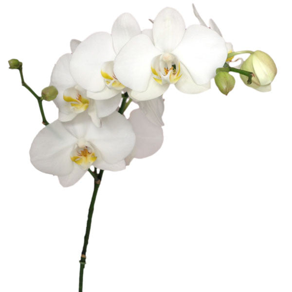 Dos Orquídeas Blancas Dobles en Talavera - Orquideas Online - 3