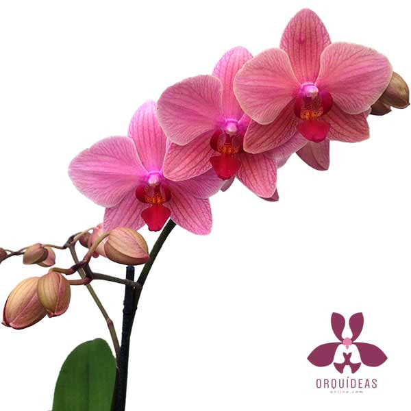 Orquídea Sapri Especial - Orquideas Online - 2