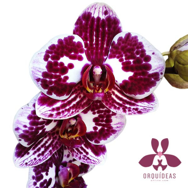 Orquídea Rivello - Orquideas Online - 3