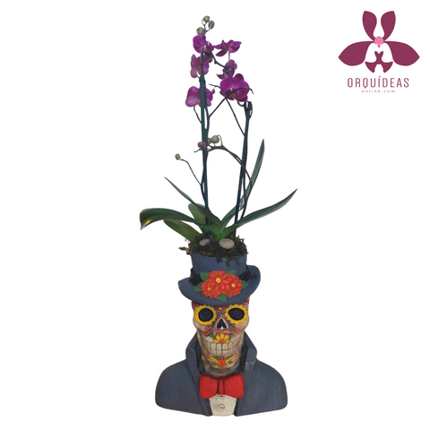 Orquídea Mini Catrin