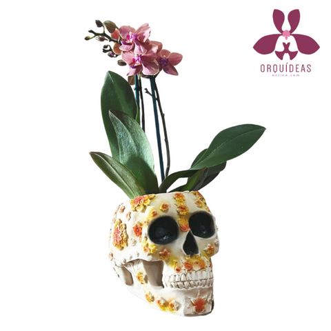 Calavera Mexicana Mini Orquídea