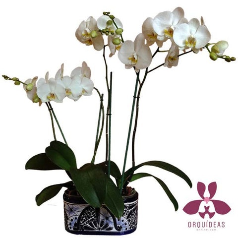 Orquídeas dobles blancas talavera