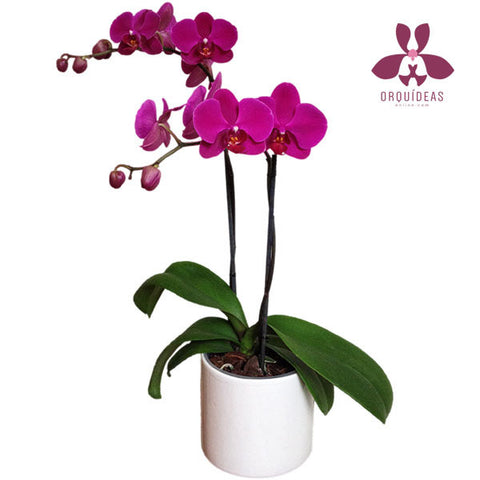Orquídea morada dos varas - Orquideas Online - 1