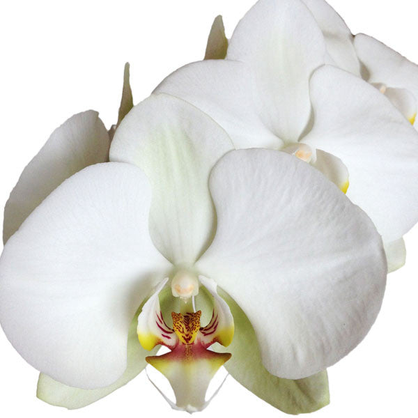 Dos Orquídeas Blancas Dobles en Talavera - Orquideas Online - 2