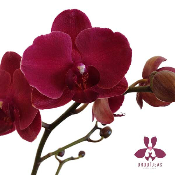 Orquídea Siena Especial - Orquideas Online - 2