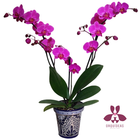 Orquídea rosa talavera - Orquídeas Online