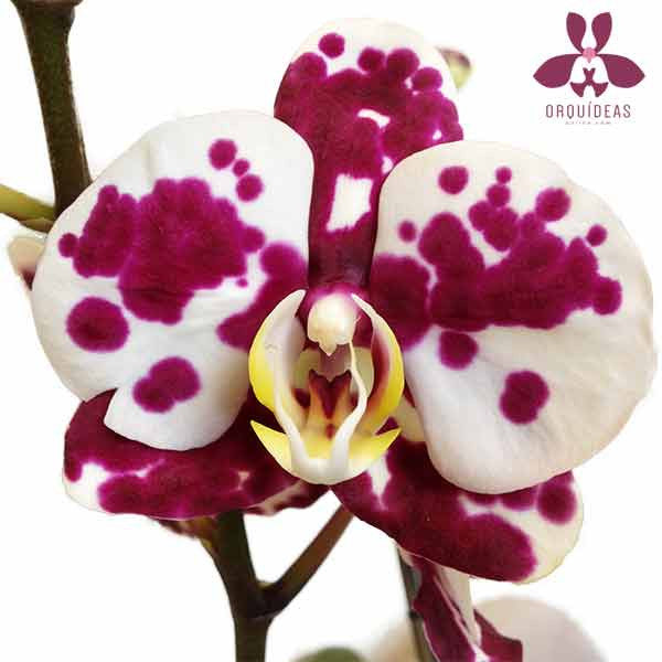 Orquídea Assanti - Orquideas Online - 2