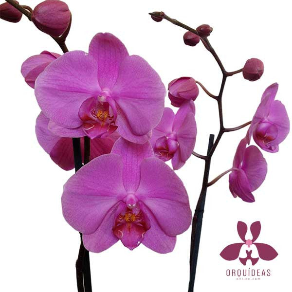 Orquídea Rosseta Especial - Orquideas Online - 2