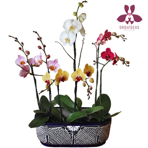 Arreglo de orquídeas de colores de talavera