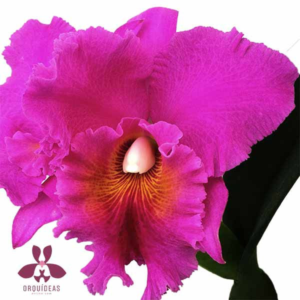 Flor de Orquídea Cattleya color Morado - Orquideas Online - 2