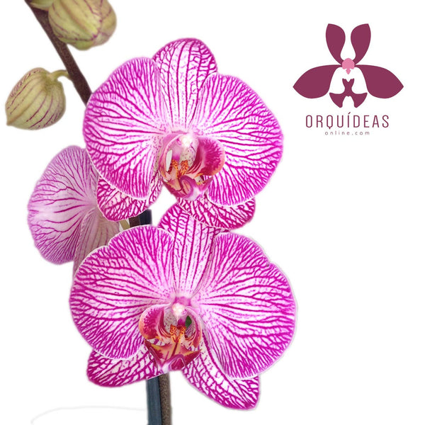 Orquídea Amsterdam Especial - Orquideas Online - 3
