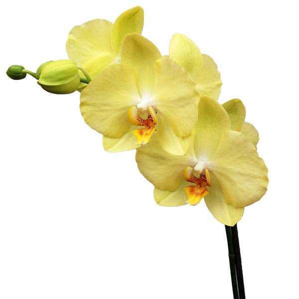 Orquídea Amarello Especial - Orquideas Online - 3
