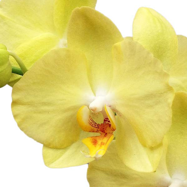 Orquídea Amarello Especial - Orquideas Online - 4