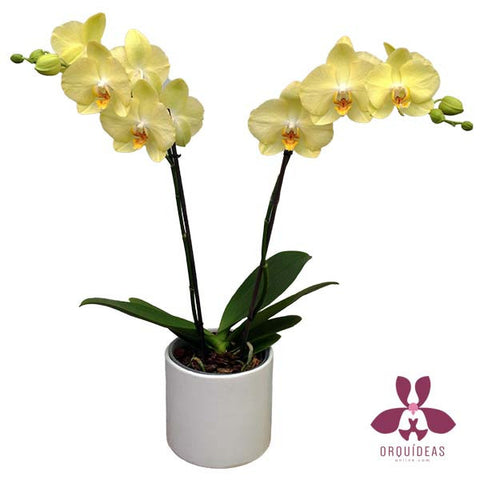 Orquídea amarilla Orquídeas Online