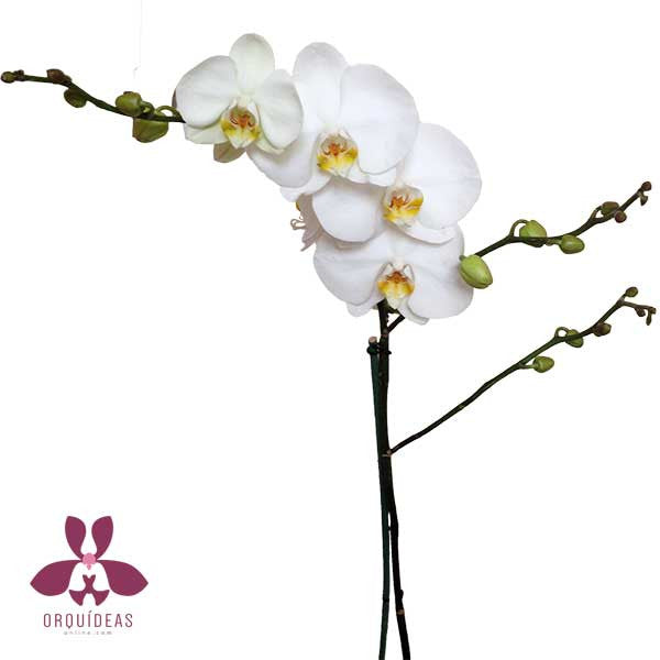 Orquídea Bianco 1 - Orquideas Online - 2