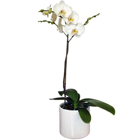 Orquídea Blanca una vara- Orquideas Online - 1