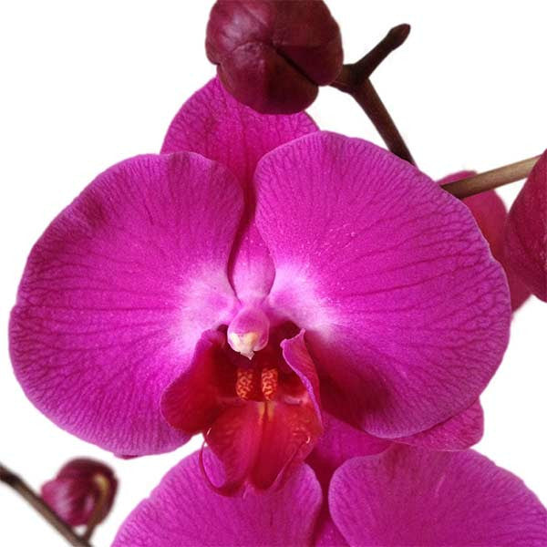 Orquídea Carpineto - Orquideas Online - 3