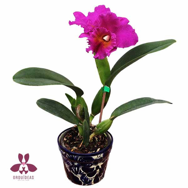 Orquídea Cattleya rosa - Orquideas Online - 3