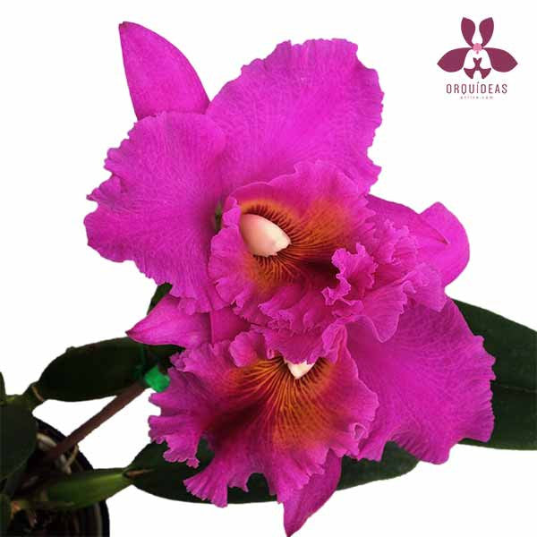 Orquídea Cattleya Morada - Orquideas Online - 3