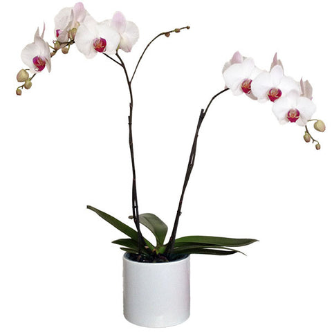 Orquídea blanca con centro rosa- Orquideas Online - 1