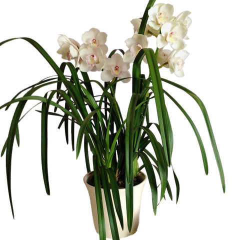 Orquídea Cymbidium Blanca - Orquideas Online - 1
