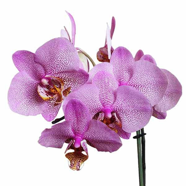 Orquídea Roccella - Orquideas Online - 3