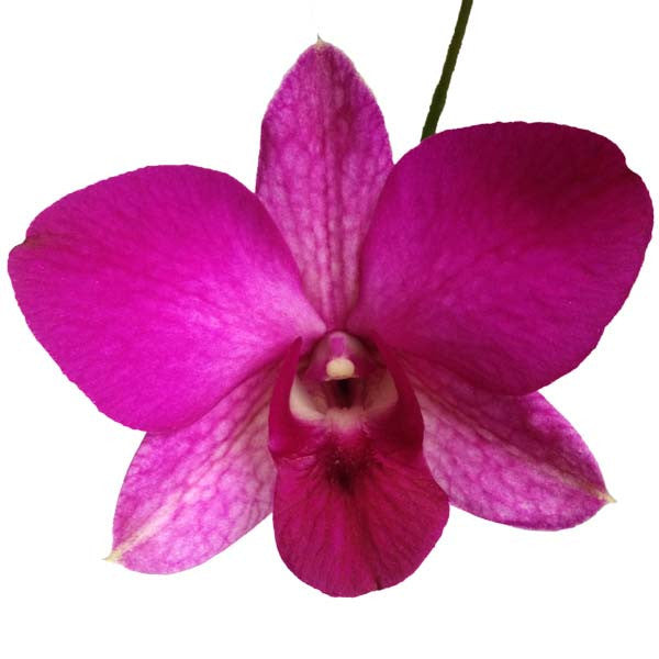 Orquídea Dendrobium Rojo - Orquideas Online - 3