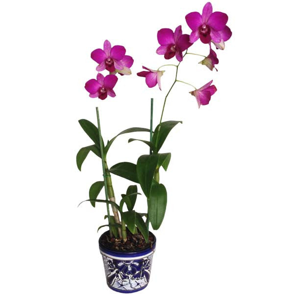 Orquídea Dendrobium morada - Orquideas Online - 1