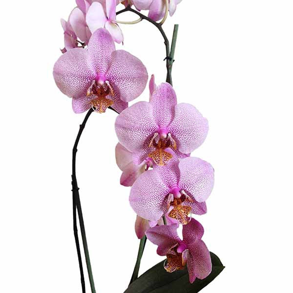 Orquídea Roccella - Orquideas Online - 4