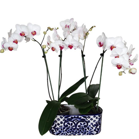 Arreglo de orquídea blanca con talavera