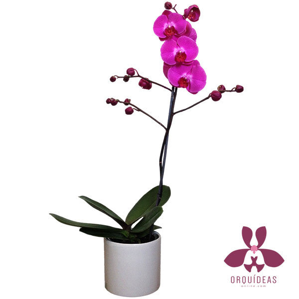 Orquídea rosa una vara- Orquideas Online - 1
