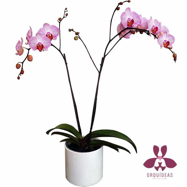 Orquídea doble blanco con rosa - Orquideas Online