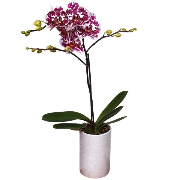 Orquídea Rivello - Orquideas Online - 1