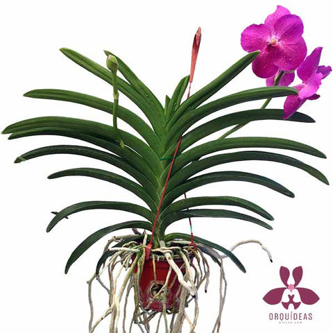 Orquídea Vanda Rojo - Orquideas Online - 1