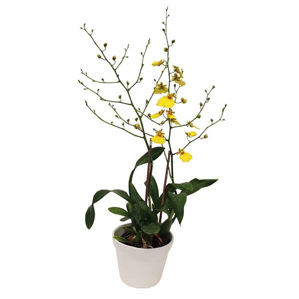 Orquídea Oncidium híbrido amarilla - Orquideas Online - 1