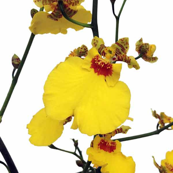 Orquídea Oncidium híbrido - Orquideas Online - 2