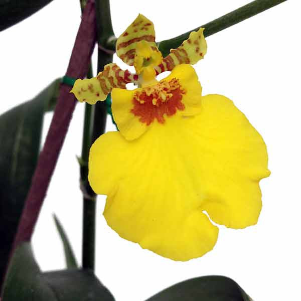 Orquídea Oncidium híbrido - Orquideas Online - 3