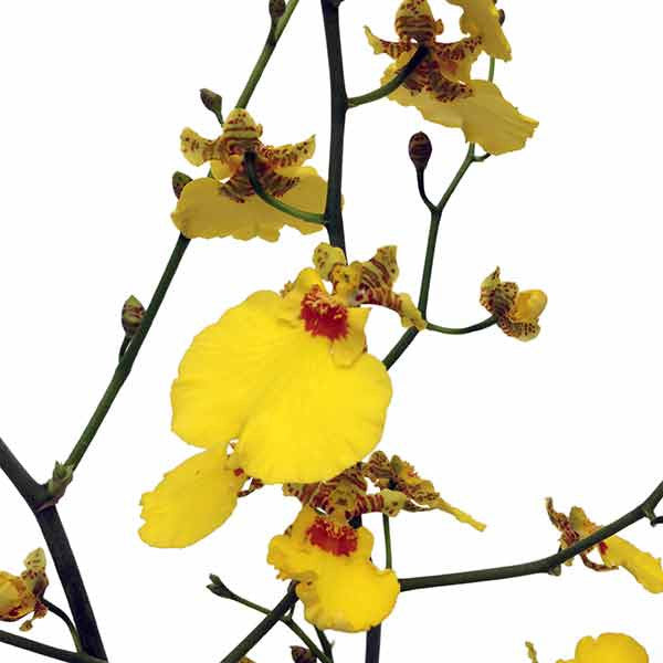 Orquídea Oncidium híbrido - Orquideas Online - 4