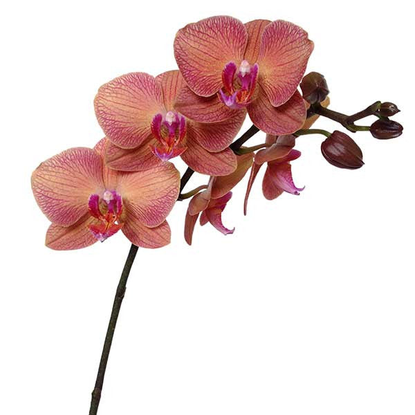 Orquídea Piastrella 2 - Orquideas Online - 3