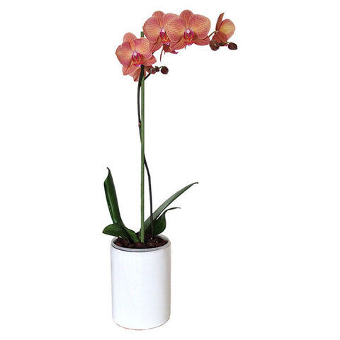 Orquídea Piastrella 2 - Orquideas Online - 1